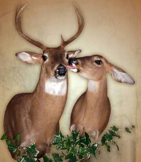 Doe Buck wall mount Bone Collecting, Deer Mount Ideas, Deer Hunting Decor, Taxidermy Deer, Antler Ideas, Deer Mounts, Hunting Room, Buck And Doe, Hunting Decor