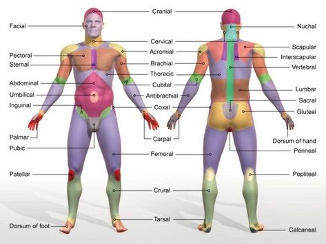 Anatomical Terms ~ Quick Reference / Infographic Human Body Diagram, Muscular System Anatomy, Human Muscular System, Medical Terminology Study, Anatomy Organs, Chi Energy, Body Diagram, Basic Anatomy And Physiology, Nurse Study Notes