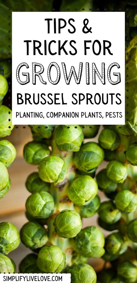 Growing Brussel Sprouts Gardens, Gardening Brussel Sprouts, How To Plant Brussel Sprouts, Brussel Sprouts Garden, Brussel Sprout Garden, Companion Planting Brussel Sprouts, How To Grow Brussel Sprouts Plants, Brussels Sprouts Growing, Growing Brussel Sprouts From Seed