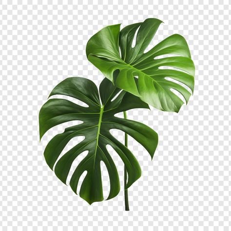 Tropical Graphic Design, Tropical Png, Psd Free Photoshop, Leaves Png, Background Wedding, Monstera Plant, Creative Background, Tropical Foliage, Monstera Deliciosa