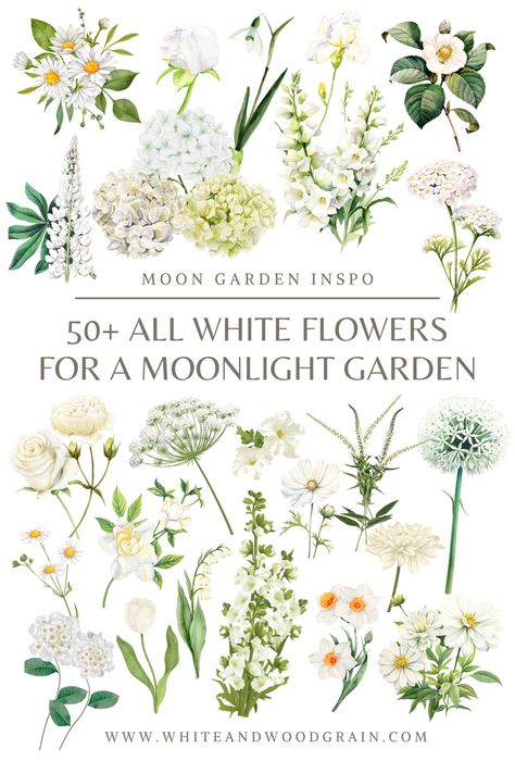 Love the look of an all white flower garden, but not sure what to plant? Check out this post for a list of 50+ white flowers and white flowering plants to add to your home's landscaping and create your very own moonlight garden! From white flowering bulbs, to white perennials, to shrubs and trees with white flowers... this list has tons of white flower ideas, and lots of moon garden inspo too! White Gardens Design Inspiration, White Garden Design, White Perennial Flowers, White Perennials, White Flower Garden, Moon Gardens, Country Garden Landscaping, White Flowering Shrubs, Flower References