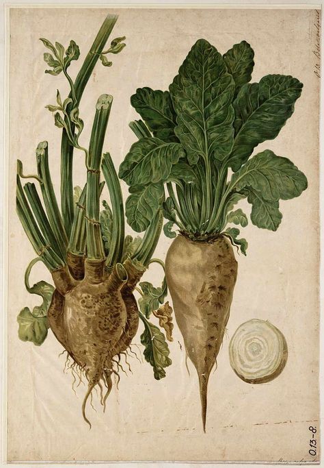 Beta vulgaris Pokorny - Category:Beta vulgaris - botanical illustrations - Wikimedia Commons Science Prints, Plants Painting, Beta Vulgaris, Flower Graphics, Natural Science, Vintage Botanical Prints, Botanical Illustrations, Plant Painting, Botanical Painting