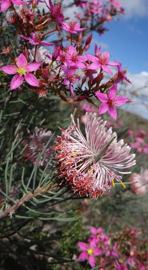 Wildflowers in #Kalbarri National Park. Western Australia www.kalbarri.org.au Georgia Tattoo, Kalbarri National Park, Australian Gardens, Australia Capital, Australian Continent, Australian Wildflowers, Australian Flowers, Australian Native Flowers, Native Australians