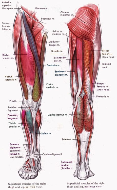 Leg Muscles Diagram, Leg Muscles Anatomy, Anatomy Muscles, Muscles Anatomy, Muscle Diagram, Leg Anatomy, Human Muscle Anatomy, Leg Muscle, Yoga Anatomy