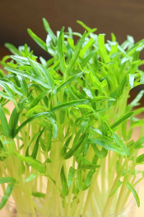 Spinach Microgreens are a superfood that you can grow right in your own kitchen. They are full of health benefits and taste great too. Learn everything you need to know about spinach microgreens. Spinach Seeds, Growing Microgreens, How To Grow, Sprouts, Health Benefits, Spinach, To Grow, Clean Eating, Need To Know