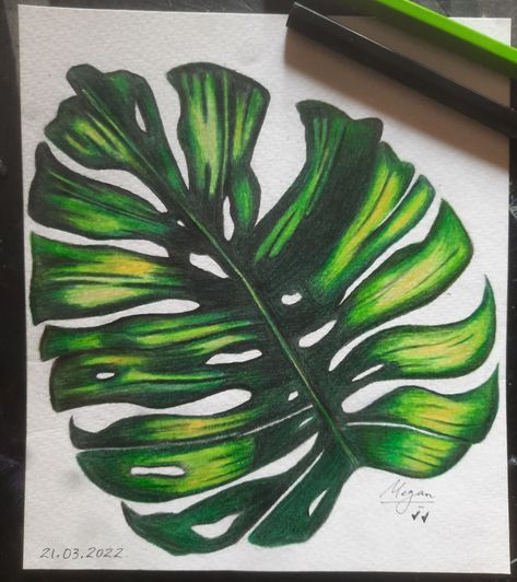 Senior Year Art, Pencil Plant, Color Monster, Colouring Ideas, Plant Sketches, Drawing Arts, Leaf Drawing, Gift Inspo, Pencil Crayon