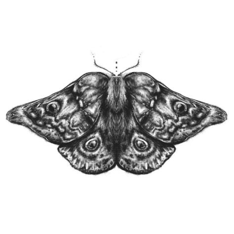 Art Insects, Drawing Butterfly, Moth Art Print, Moth Illustration, Animals Drawing, Butterfly Nature, Moth Art, Moth Tattoo, Print Display