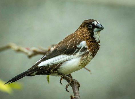 Society Finch--3 | (Lonchura striata domestica) A few of the… | Flickr Society Finch, Harpy Oc, Bird Reference, Finches Bird, Butterfly House, Exotic Bird, Goldfinch, Amazing Animals, 1 Image