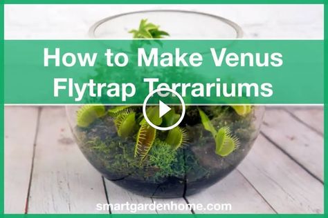 Growing and showcasing a Venus Flytrap in a terrarium seems like a great idea, but there are also challenges and reasons not to in a Venus Flytrap terrarium ... Venus Fly Trap Care Terrariums, Venus Fly Trap Care Indoors, Venus Flytrap Terrarium, Venus Fly Trap Terrarium, Venus Flytrap Plant, Venus Fly Trap Care, Carnivorous Plants Terrarium, Open Terrariums, Aquascape Design