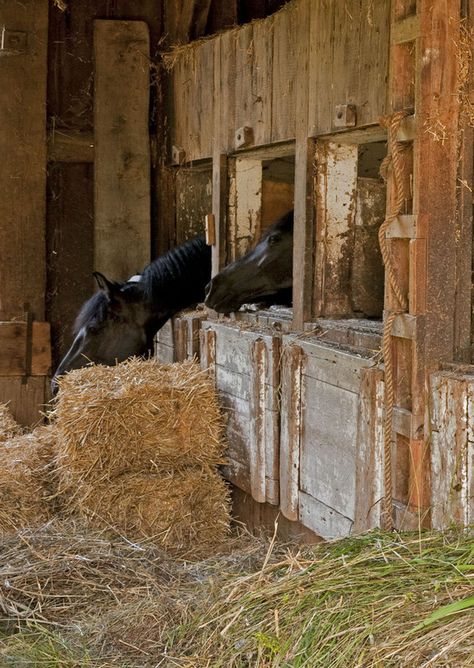 Horses In Their Stalls In An Old Barn is one of my favorite dreams~one day maybe~ Barn Core, Opal Watch, Barn Interior, Charlotte's Web, Hay Bales, Horse Stalls, Work Horses, Farm Scene, Farms Living