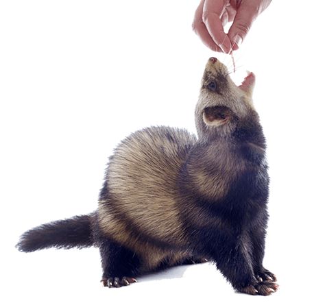 What do ferrets eat? Should you feed your pet a kibble diet or a raw meat-based diet? Find the answers to your top ferret food questions in this section. What Do Ferrets Eat, Ferret Diet, Ferret Accessories, Ferret Toys, Ferrets Care, Meat Diet, Cats Musical, Cat Food, Ferret