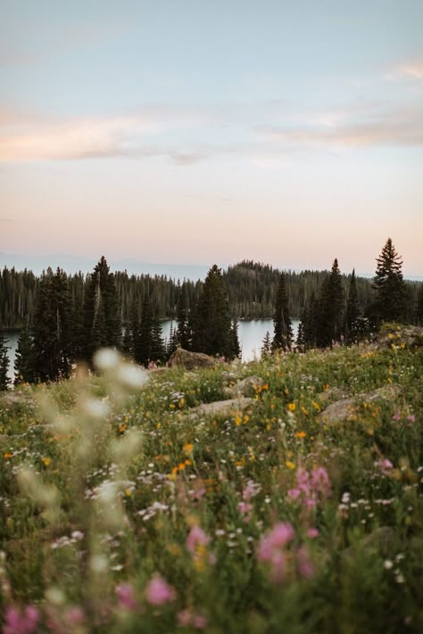 Colorado Aesthetic, Breakup Messages, Colorado Wildflowers, Park Aesthetic, Where To Elope, Colorado National Monument, Grand Junction Colorado, City Flowers, Colorado Summer