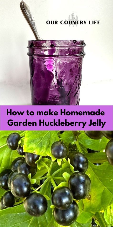 🍇🍯 Get ready to elevate your jelly game with our homemade garden huckleberry jelly recipe. Not your ordinary berries, these tart gems can add a unique twist to your preserves. Find out how to make this sweet delight and impress your taste buds today! 🌱🍓✨ #JellyGameStrong #GardenHuckleberryJelly #HomemadeDelight #OurCountryLife Garden Huckleberry Jam, Huckleberry Jalapeno Jelly, Huckleberry Jelly Recipe, Garden Huckleberry Recipes, Fresh Huckleberry Recipes, Huckleberry Jam Recipe, Garden Huckleberry, Huckleberry Recipes, Huckleberry Jam