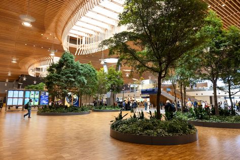 ‘Just in awe’: PDX main airport terminal reopens with trees and 9-acre wood-beamed ceiling Portland Airport, Portland International Airport, Forest Glade, Timber Roof, Airport Terminal, Airports Terminal, Mostly Sunny, Wood Beam Ceiling, Public Market