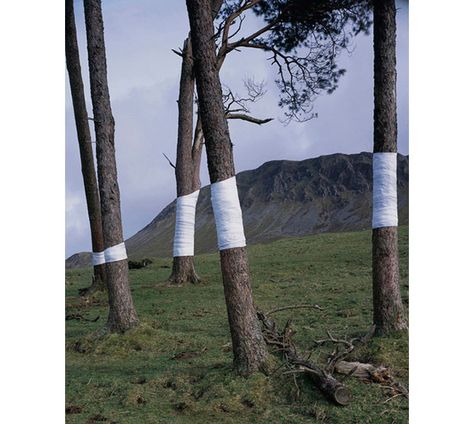 WOW. Zander Olsen's "Tree, Line" installation is blowing my mind. This is just too cool. Earth Art, Teacher Outfit, Tree Line, Sculpture Installation, Land Art, Environmental Art, Public Art, Art Plastique, Landscape Architecture