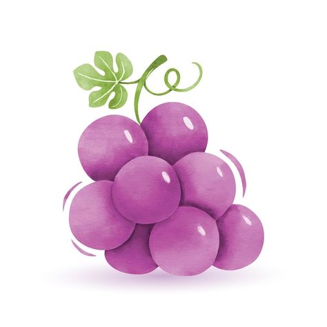 Vector fruit grape purple watercolor | Premium Vector #Freepik #vector #cabernet #currant #grape #grapes Grape Vector, Grape Water, Purple Watercolor, Graphic Resources, Grapes, Fruit, Purple, Color, Art