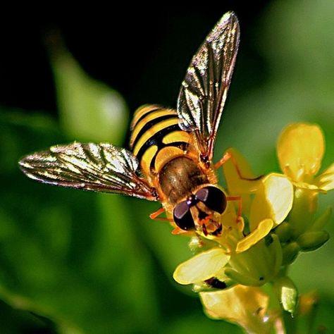 Hoverfly, Anime Nails, Animal Print Wallpaper, Print Advertising, Anime Tattoos, Animal Shirts, Animal Wallpaper, Animal Tattoos, Animal Paintings