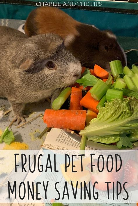 Diy Hay Feeder, Pig Ideas, Guinea Pig Diy, Rabbit Enclosure, Guinea Pigs Funny, Little Bunny Foo Foo, Pig Care, Guinea Pig Food, Guinea Pig House