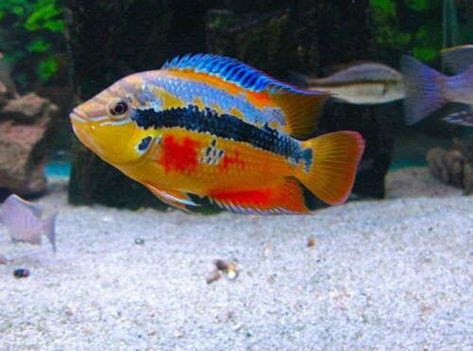 American Cichlid, African Cichlid Aquarium, South American Cichlids, Cichlid Aquarium, Cichlid Fish, Tropical Fish Aquarium, Tropical Freshwater Fish, Tropical Aquarium, Freshwater Aquarium Fish