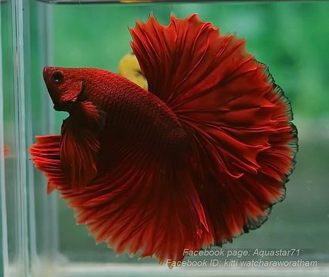 5 Gallon Betta Tank, Platinum Dragon, Betta Care, Fighter Fish, Beta Fish Photography, Dumbo Betta Fish, Female Betta, Fish Habitat, Betta Imbellis