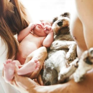 introducing pet to baby Dog And Baby Pictures, Maternity Shoot Dog, Pregnancy Photos With Dog, Maternity With Dog, Dog And Human Maternity Shoot, Pregnant Dog Maternity Shoot, Baby Bump Photoshoot, Foto Newborn, Photos With Dog