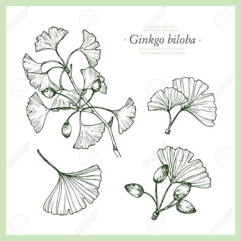 Medical Herbs, Ginkgo Biloba, Body Mods, Botanical Illustration, Cool Tattoos, Vintage Collection, Tatting, Stock Vector, How To Draw Hands