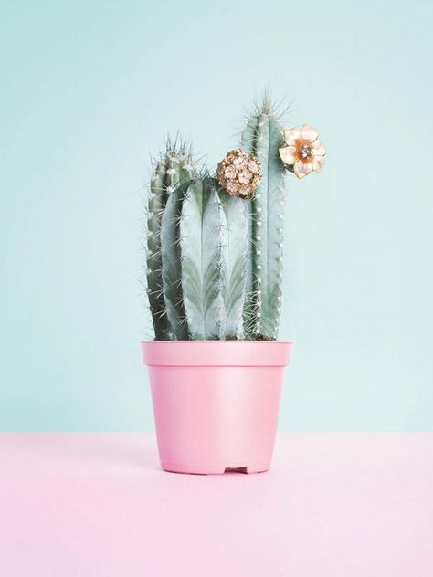 pink cactus Kaktus Dan Sukulen, Plants Are Friends, Pastel Decor, Nordic Interior, Cactus Y Suculentas, Cactus And Succulents, Pretty Pastel, Cacti And Succulents, Pastel Aesthetic