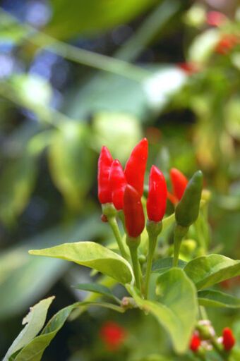 Bird's Eye Chili (Thai Dragon) | Chili Peppers Wiki | Fandom Chili Pepper Plant, Chilies Restaurant, Birds Eye Chili, Thai Chili Pepper, Ant Repellent, Chilli Plant, Sweet Bell Peppers, Pepper Plants, Fruit Seeds