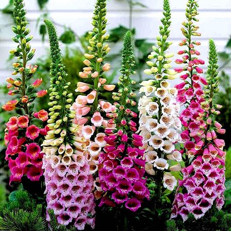 Digitalis Purpurea, Pollinator Plants, Organic Seeds, Heirloom Seeds, Wildflower Seeds, Perennial Garden, Garden Cottage, Perennial Plants, Purple Roses