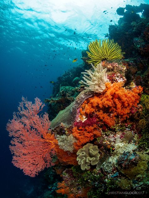 Coral Reef Underwater, Coral Reef Photography Ocean Life, Corals Photography, Coral Reef Photography, Ocean Coral Reef, Ocean Life Photography, Beautiful Underwater, Bawah Air, Fauna Marina