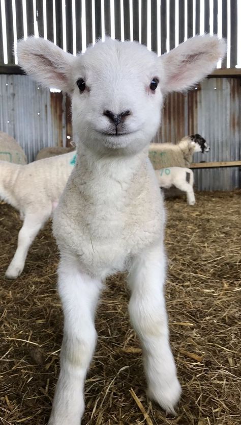 Lamb Face, Cute Goats, Sheep And Lamb, Cute Sheep, Baby Goats, Super Cute Animals, Wild Dogs, Cute Animal Pictures, Sweet Animals