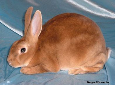 Amber colored standard rex rabbit Rabbit Showing, Mini Rex Rabbit, Raising Rabbits, Rabbit Breeds, Color Guide, Rex Rabbit, Lynx, Felt Animals, Otters