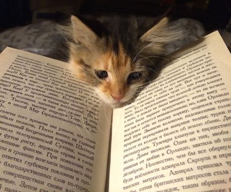 Reading Virginia Woolf Söt Katt, Cat Books, Cat Person, Cat Aesthetic, Silly Cats, Pretty Cats, Cute Little Animals, 귀여운 동물, Baby Cats