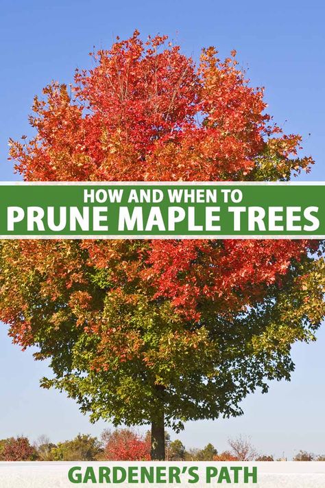 How and When to Prune Maple Trees | Gardener’s Path Maple Tree Landscape, Autumn Blaze Maple, Red Maple Tree, Chic Garden, Lawn Care Tips, Garden Hacks, Maple Trees, Tree Pruning, Japanese Maple Tree