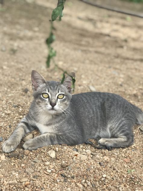 Blue Tabby Cat, Mackerel Tabby, Warrior Cat Oc, Cat Oc, Cat Character, Oc Ideas, British Shorthair, Warrior Cat, Domestic Cat