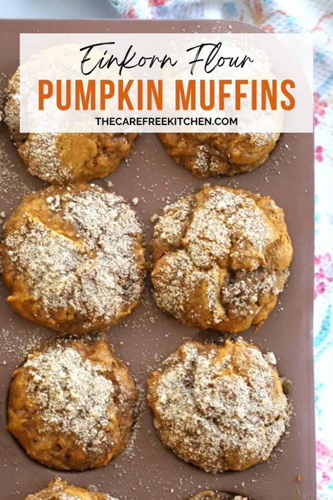 This Einkorn Pumpkin Muffin recipe is so easy and a fall favorite! It's made with all-purpose einkorn flour and has an optional sugar crumb topping that everyone will love. #fallfavorites #fallrecipes #falldessert #pumpkin #pumpkinrecipes #pumpkinmuffins #einkornflour #einkorn #thecarefreekitchen Einkorn Pumpkin Cookies, Einkorn Pumpkin Pancakes, Einkorn Pumpkin Recipes, Einkorn Flour Desserts, Einkorn Pumpkin Muffins, Einkorn Muffins Recipe, Einkorn Discard Recipes, Einkorn Cookie Recipe, Eikhorn Flour Recipes