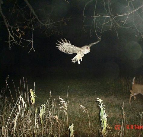 Owl Trail Camera Pictures Creepy, Trail Cam, Trail Camera, Camera Photos, Southern Gothic, Season Of The Witch, Graphic Image, Art Reference Photos, In The Woods