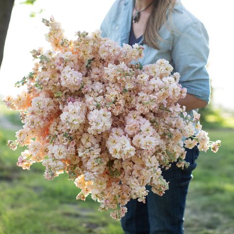 Stock Apricot Breadseed Poppy, Stock Flowers, Purple Dahlia, Long Vase, Globe Amaranth, Succession Planting, Apricot Color, White Carnation, Garden Centers