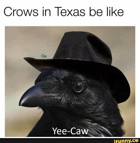 Found on iFunny Crow Pictures, A Crow, Bird Theme, The Crow, Silly Animals, Anime People, Izu, Funny Animal Memes, Crows