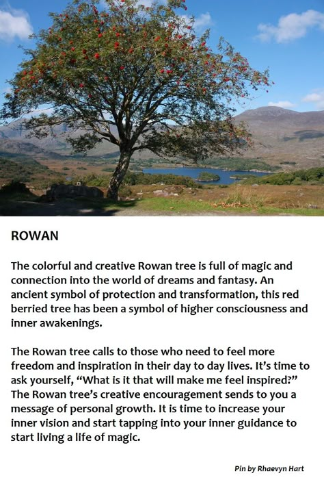 Rowan Tree Rowan Tree Meaning, Rowan Tree Aesthetic, Rowan Tree Art, Rowan Meaning, Rowan Tree Tattoo, Tree Meanings, Tree Identification, Rowan Tree, Sacred Tree