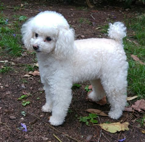 White Toy Poodle Puppy, Fluffy Poodle Haircut, White Mini Poodle, Toy Poodle White, Toy Poodle Puppy Cut, White Poodle Puppy, Poodle Puppy White, Toy Poodle Haircut, Anjing Poodle