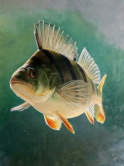 Perch ! Oil on board Walleye Painting, Perch Painting, Perch Fish, Ikan Air Tawar, Perch Fishing, Fishing Art, Painting Study, Fish Artwork, David Miller