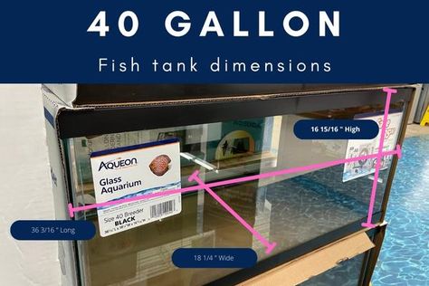 A 40 gallon aquarium is a popular size, but it is important to measure the space in your home to match the perfect size with the space available. Here are 40 gallon fish tank dimensions for the most popular builds: 40 gallon fish tank dimensions charts 40 gallon fish tank ... 40 Gallon Aquarium, Saltwater Aquariums, Aquarium Store, Saltwater Fish Tanks, Glass Aquarium, Aquarium Setup, Plastic Mesh, Aquarium Lighting, Leopard Gecko