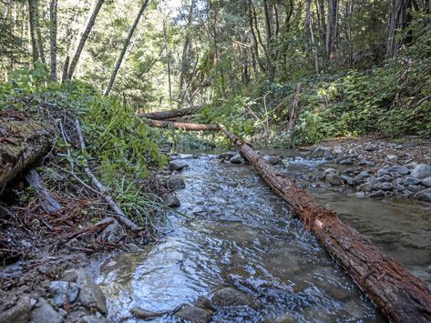 Mobile Web - News - Redwood trunks lain across San Vicente Creek to restore coho salmon habitat Salmon Habitat, Coho Salmon, Santa Cruz Mountains, Web News, Mobile Web, The Coast, Railroad Tracks, Biology, Habitat