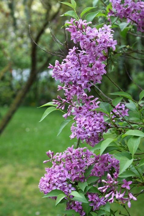 Are you wondering about lilacs and landscaping? We have five or six lilac trees on our property. They've been here for years and I love the color and the scent Mock Orange Shrub, Lilac Trees, Rose Garden Landscape, Full Sun Shrubs, Flowering Quince, Lilac Bushes, Lilac Tree, Sun Garden, Cottage Garden Plants