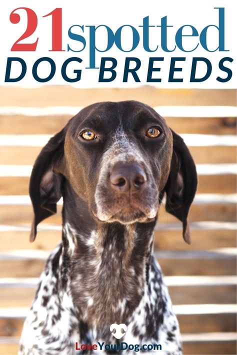 Looking for a pup with a lovely spotted coat? Spotted dog breeds are striking, and each breed has its own personality. Is a spotted pup right for you? Let's find out! #LoveYourDog #SpottedDogBreeds #CuteSpottedDogs #DogBreedsWithSpots #ILoveDogs Dogs With Spots, Lazy Dog Breeds, White Dog Breeds, Designer Dogs Breeds, Hypoallergenic Dog Breed, Smartest Dog Breeds, Spotty Dog, Hound Breeds, Beautiful Dog Breeds