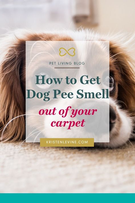 What does it really take to get rid of the smell of dog pee from your carpet? Try these 4 steps to getting rid of that pee smell for good plus 4 possible reasons your dog is peeing in the house! Dog Pee On Carpet, Pet Urine Smell, Dog Pee Smell, Pee Stains, Pee Smell, Dog Training Ideas, Urine Smells, Dog Training Classes, Akita Dog