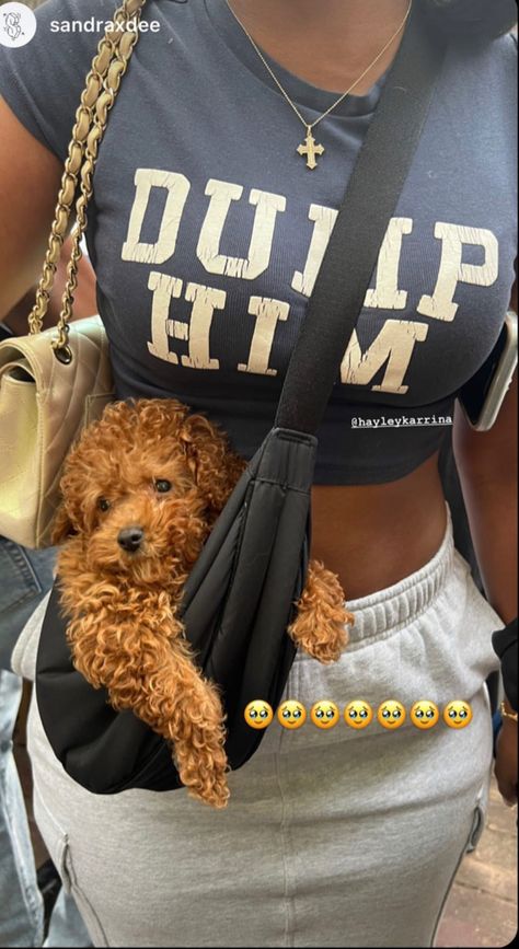 Cute Dog Outfits, Acl Brace, Baddie Energy, Puppy Aesthetic, Teacup Puppy, Cute Small Dogs, Puppy Mom, Elderly Dogs, Dog Sling