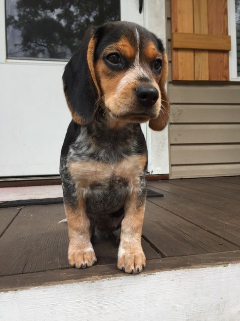 This looked  just like MAX when we brought him home..... :-) Blue Tick Beagle Puppy, Bluetick Beagle, Funny Beagles, Blue Beagle, Blue Tick Beagle, Blue Tick, Hound Puppies, Cute Beagles, Calm Dogs