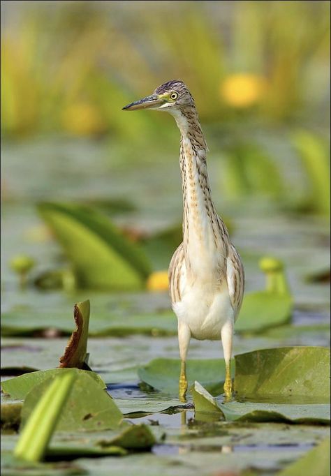 Most Beautiful Birds, Herons, Shorebirds, Nature Birds, All Birds, Bird Pictures, Pretty Birds, Sea Birds, Wild Birds